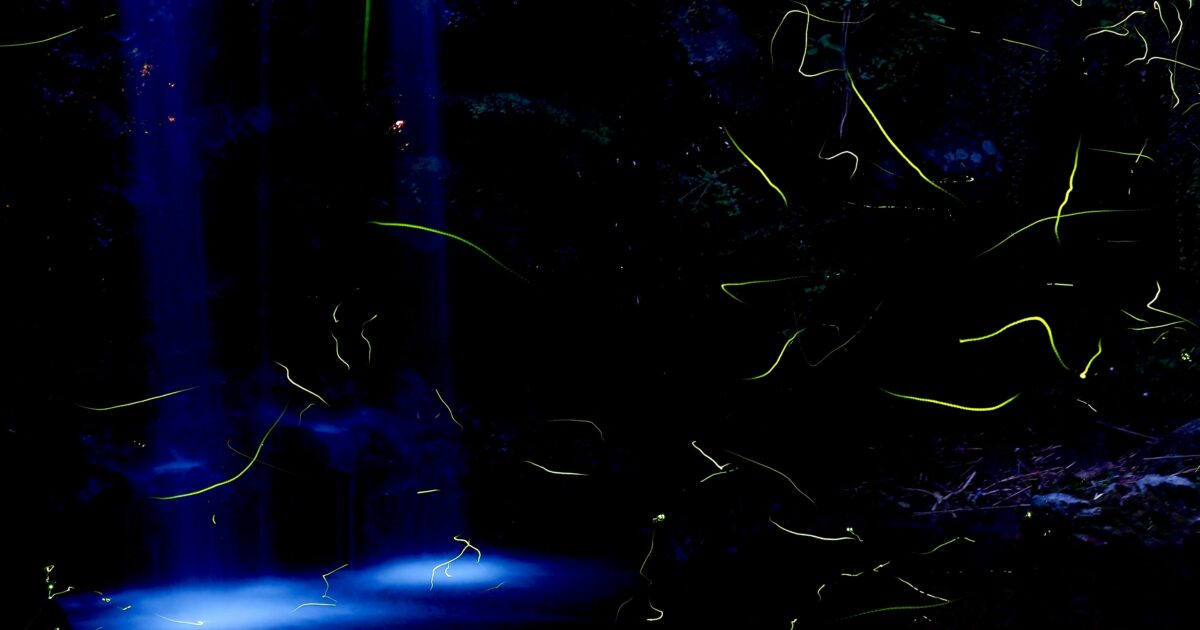 滝の前で光跡を描きながら飛ぶ蛍の幻想的な夜景