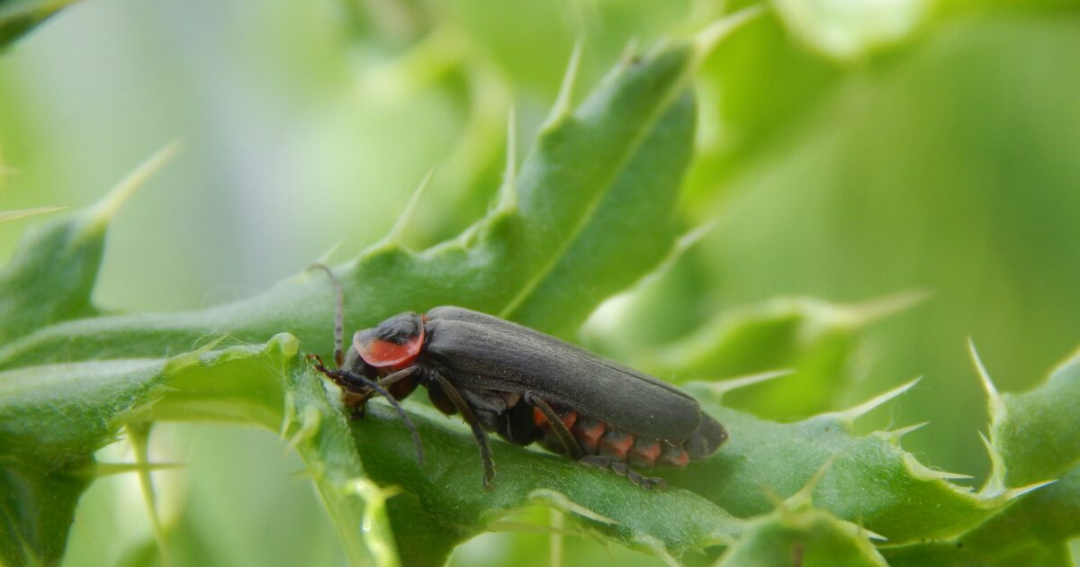 緑の葉にとまる黒と赤のホタルのマクロ写真