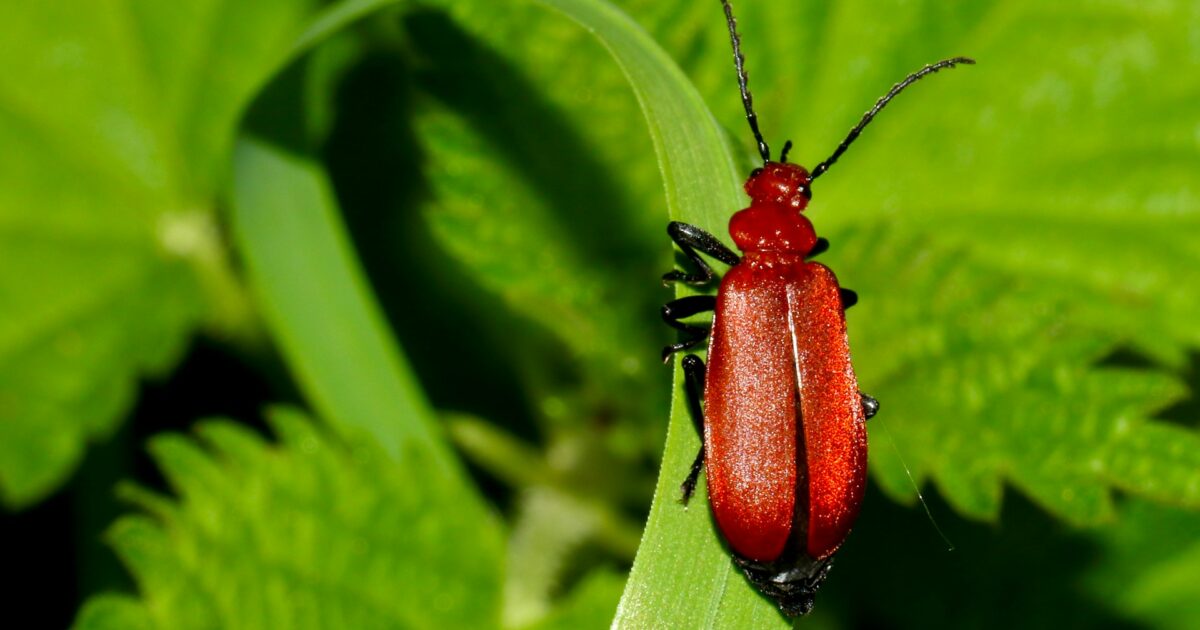 鮮やかな赤い甲虫が葉にとまる接写画像