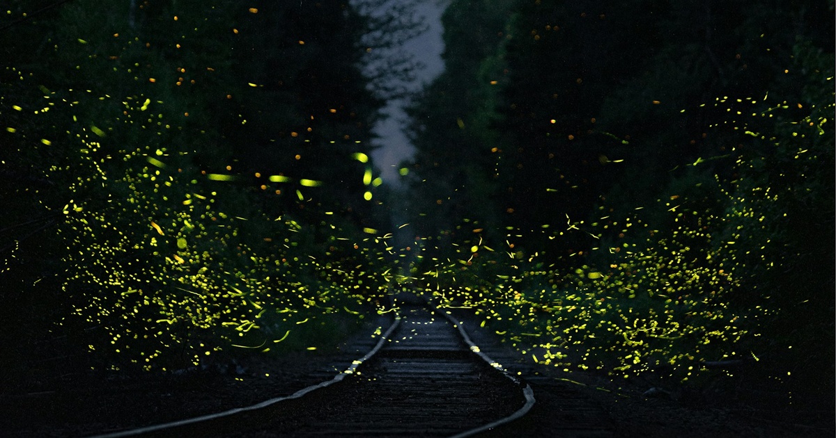 暗闇の中で蛍が光を放ちながら飛び交う線路の風景