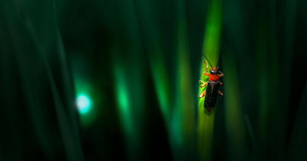 草の葉にとまる発光するホタルのマクロ写真