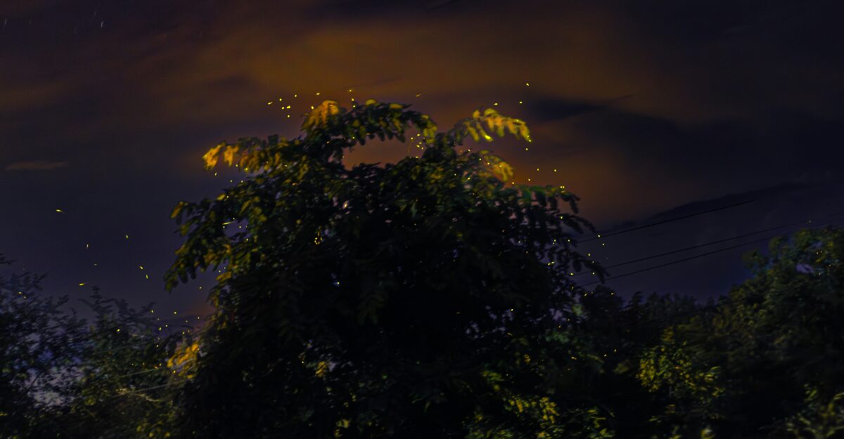 夜空と雲を背景に木の上を飛び交う蛍の光