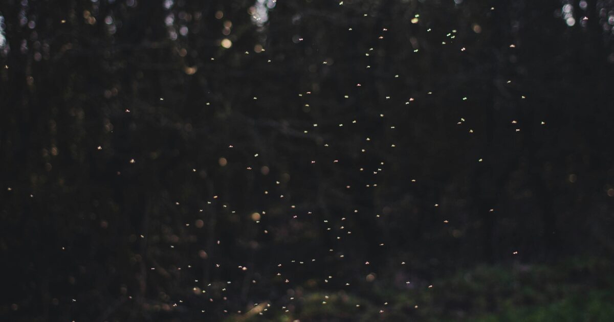 暗い森の前で群れになって飛ぶ小さな虫たち