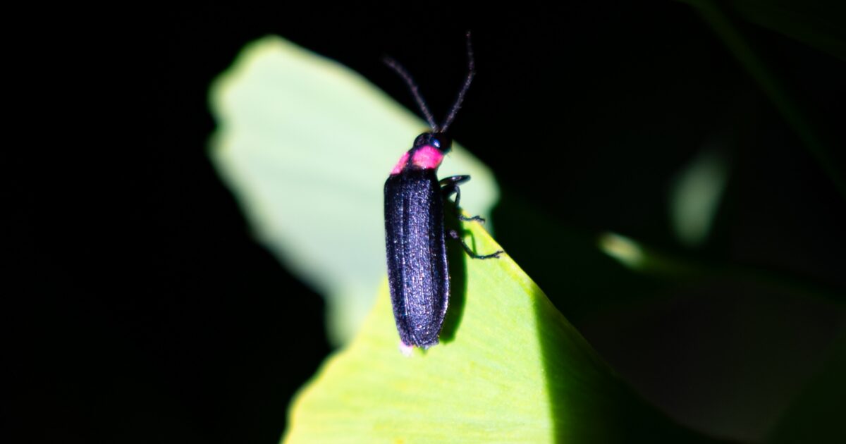 葉の上にとまる赤い胸を持つ黒いホタルの接写