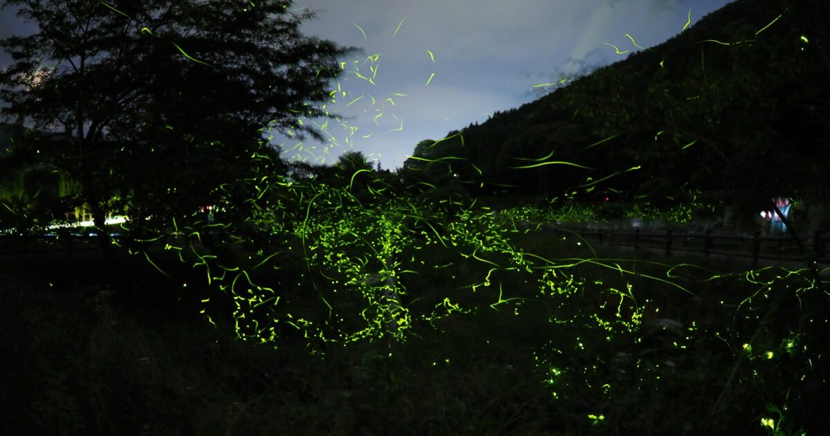 夜の山間に広がる蛍の光跡が幻想的な風景