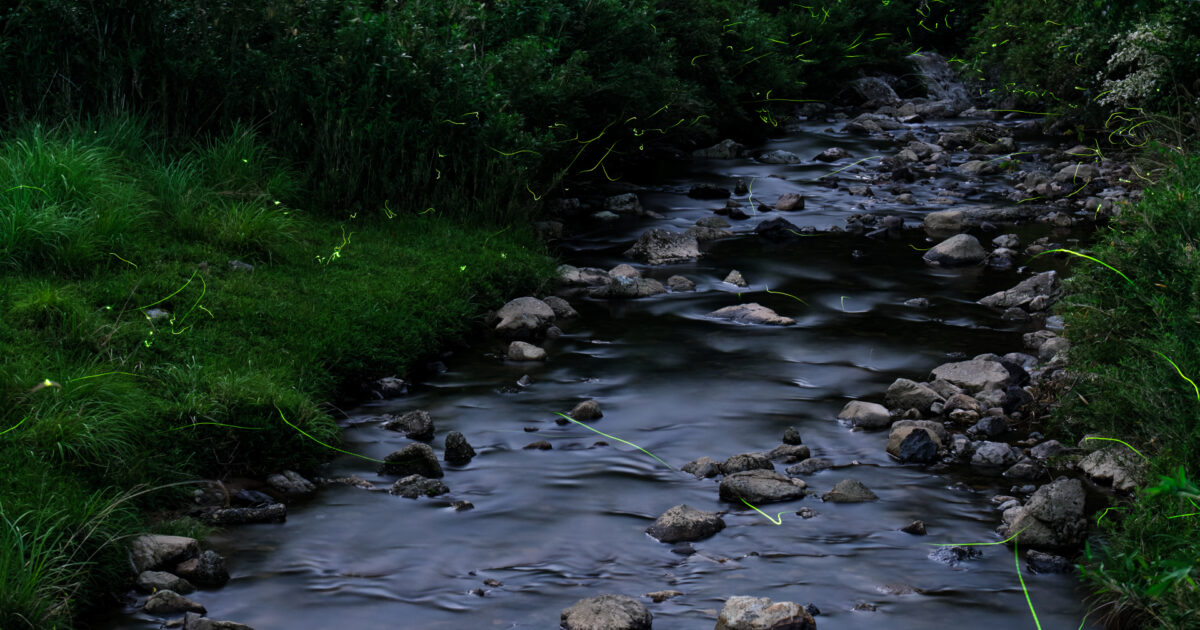 渓流沿いを飛び交う蛍の光と緑豊かな自然の風景