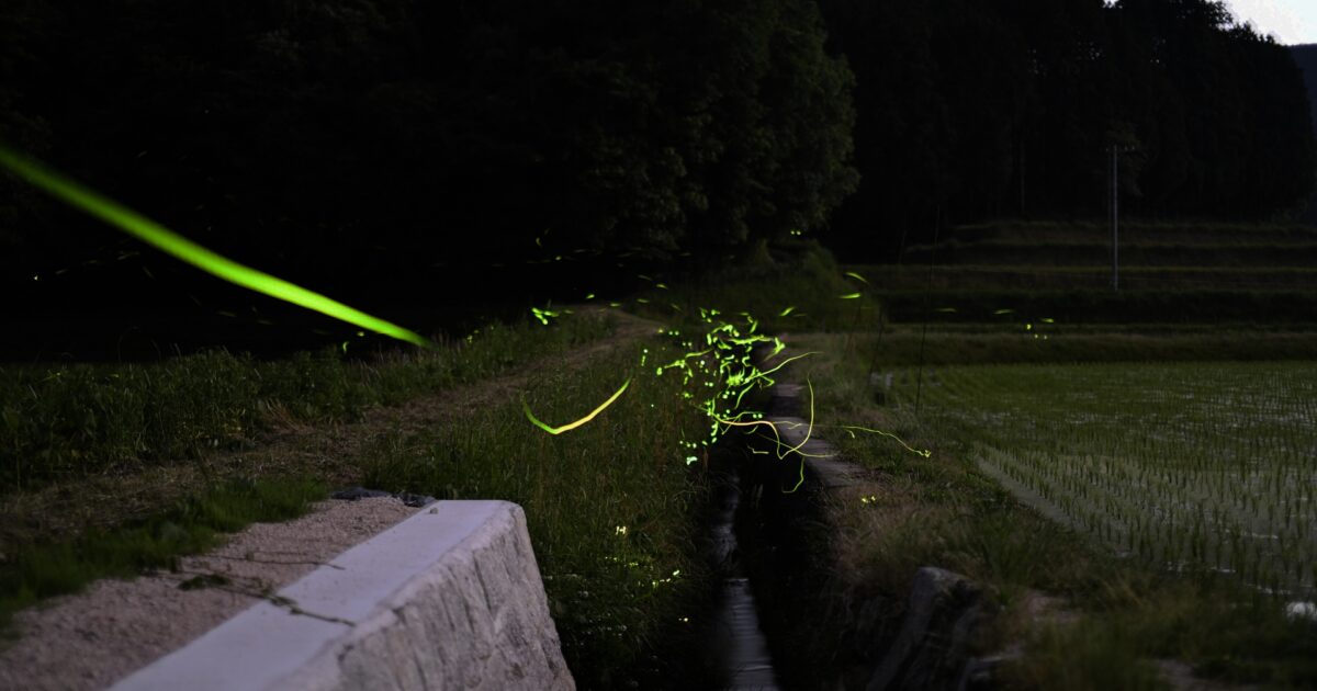 田園の用水路沿いに舞う蛍の光跡が幻想的な夜景