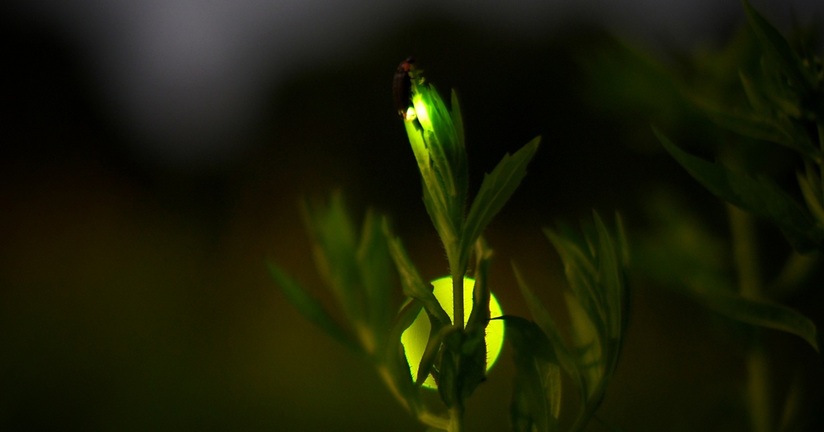 草のつぼみにとまる光を放つ蛍のマクロ写真