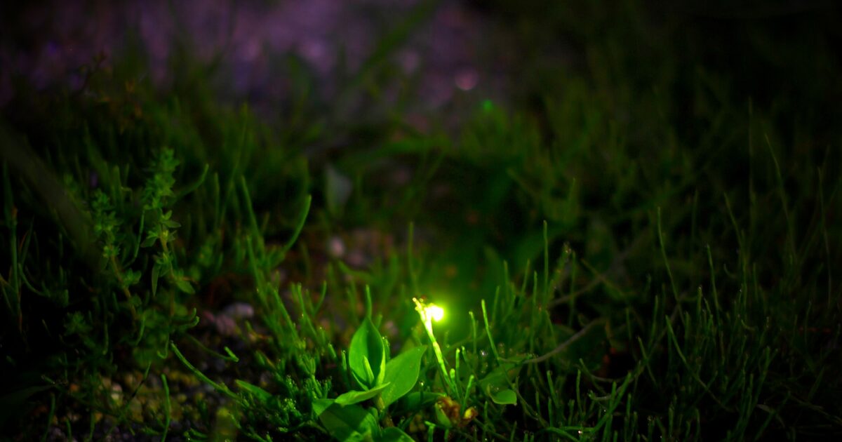 暗闇の中で地面の草むらに光る一匹の蛍