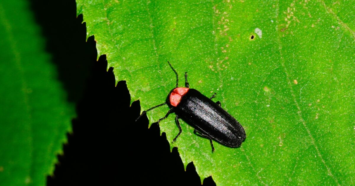緑の葉の上を歩く赤い胸を持つ黒いホタルの接写