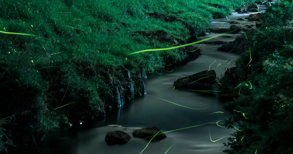 夜の小川を飛び交う蛍の光跡と幻想的な緑の草原