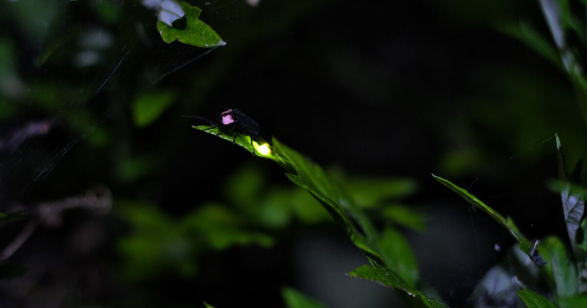 葉の上で光る蛍のマクロ撮影と暗い背景