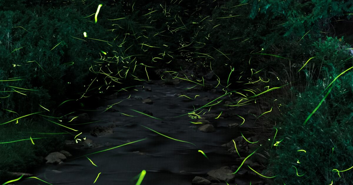 川辺の茂みを無数の蛍が飛び交う幻想的な夜景