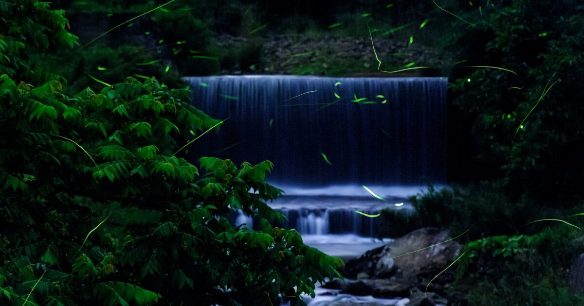 滝の前を舞う蛍と緑に囲まれた静かな夜の風景