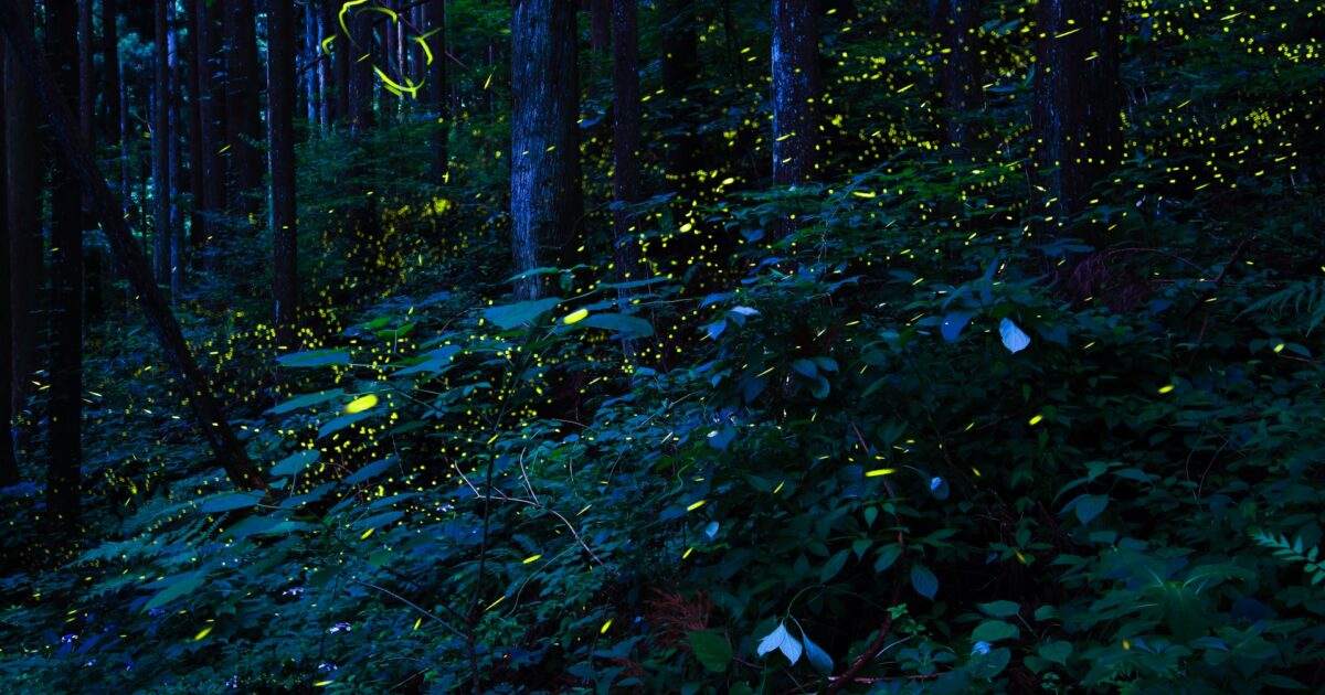 深い森の中を無数の蛍が光を放ちながら舞う幻想的な景色