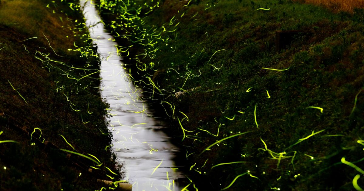 用水路沿いに飛び交う蛍の光が幻想的な田園風景
