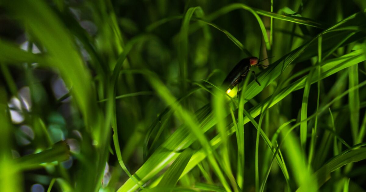 細長い草の中で発光する蛍のマクロ写真