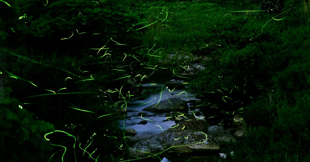 川辺の緑に囲まれた中を舞う蛍の光が美しい夜景