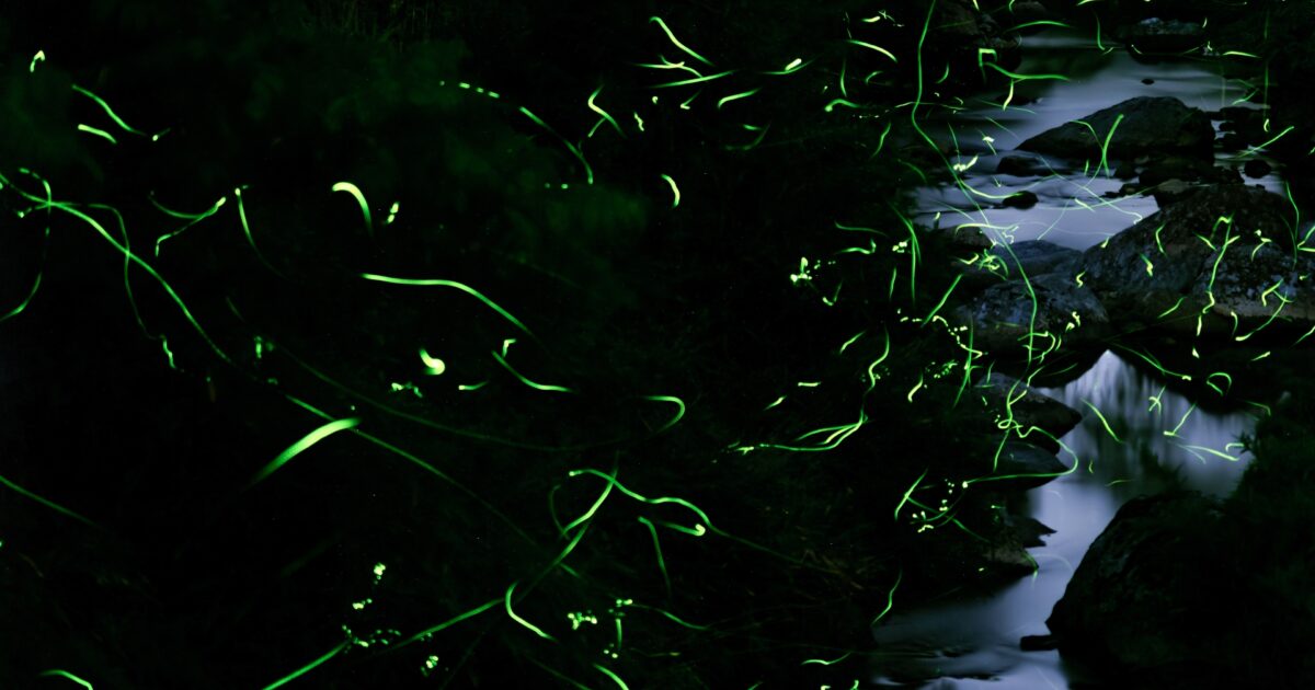 川と岩場の上を飛び交う蛍の光跡が幻想的な風景