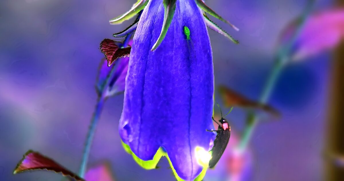 紫色の花にとまる光る蛍のマクロ写真と鮮やかな背景