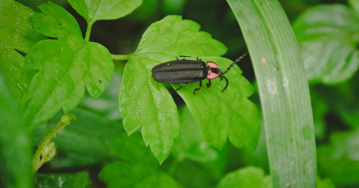 緑の葉の上にとまる赤い胸の黒い蛍の接写