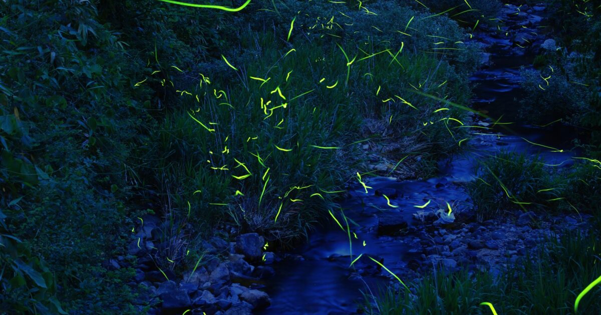 小川の周囲を無数の蛍が飛び交う幻想的な夜景
