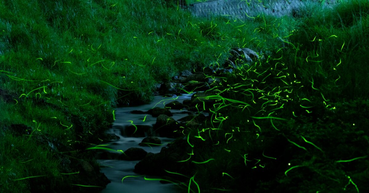 緑の土手沿いの小川に蛍の光が舞う静かな夜の風景