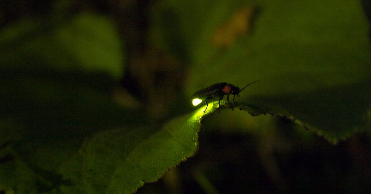 葉の上で発光する蛍が輝く夜のマクロ写真