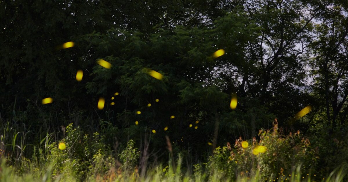 昼間の草原に飛び交う黄色い蛍と背景の木々