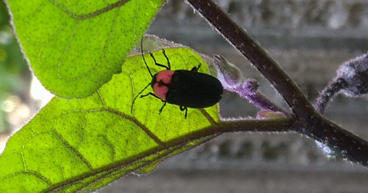 緑の葉の裏側にとまる赤い胸の黒い蛍のマクロ写真