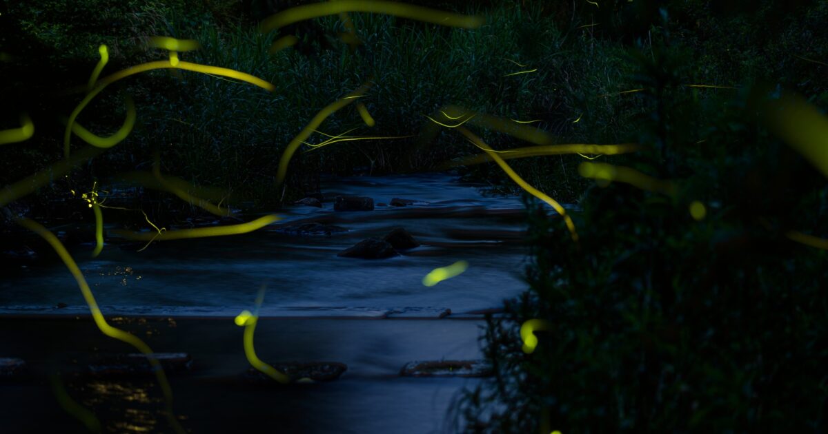 夜の川辺を飛び交う蛍の光跡が幻想的な風景