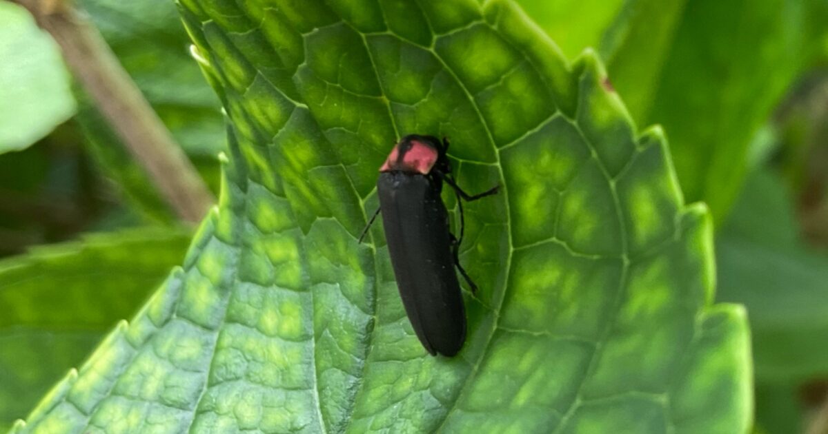 緑の葉の上にとまる黒くて赤い胸の蛍のマクロ写真