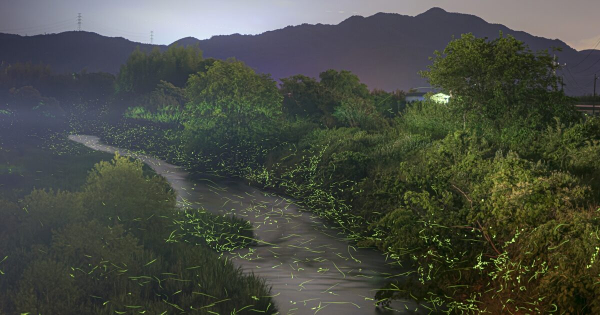 川沿いの木々と空を背景に無数の蛍が舞う夜景