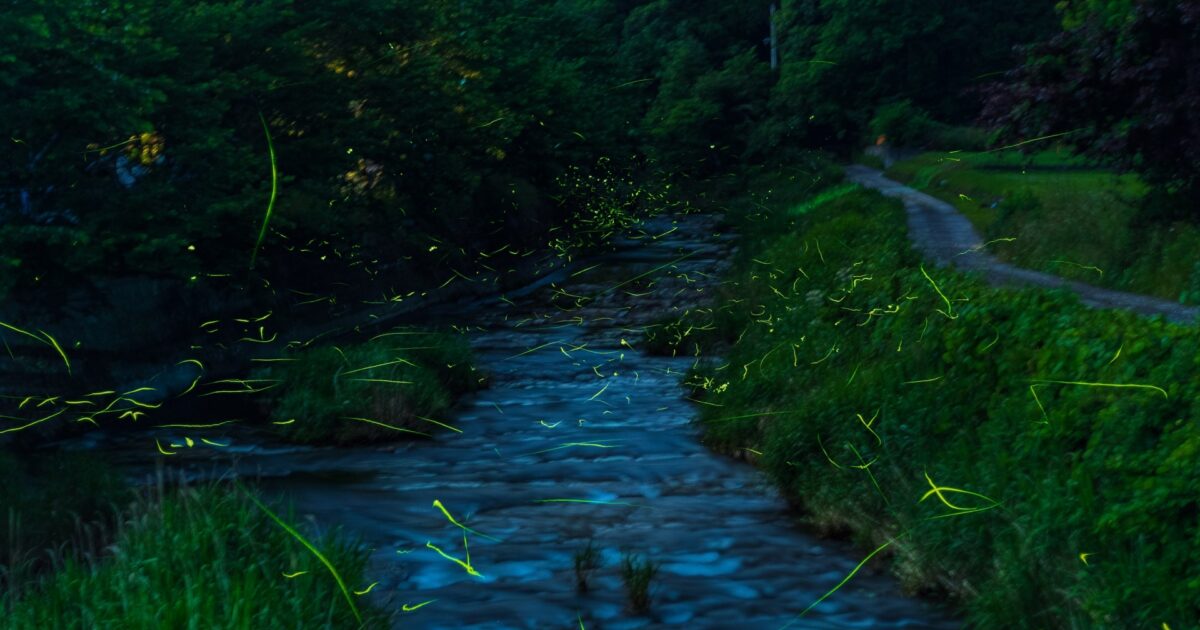 森に囲まれた川辺を飛び交う蛍の光が幻想的な夜景