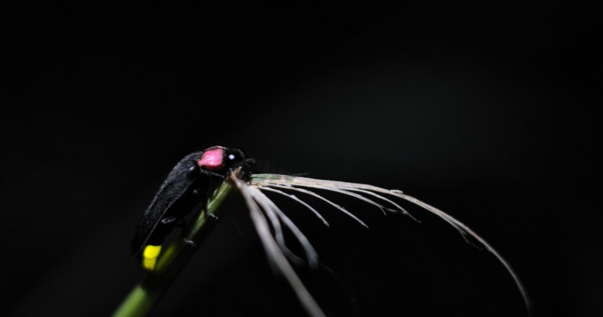 黒い背景に浮かび上がる発光器官を持つ蛍のマクロ写真