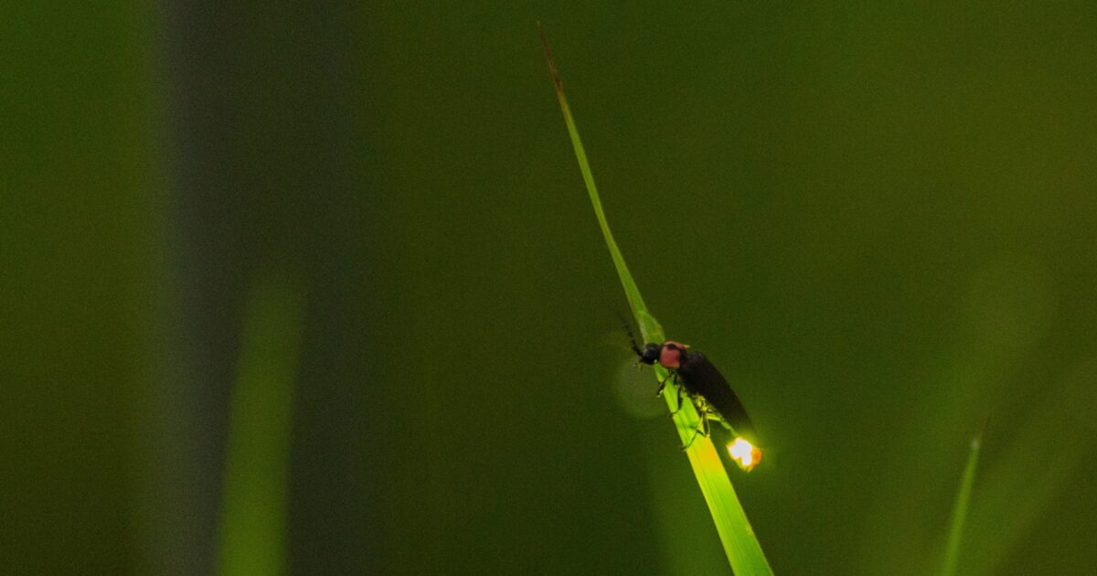 草の先端で発光する蛍のマクロ写真と緑の背景