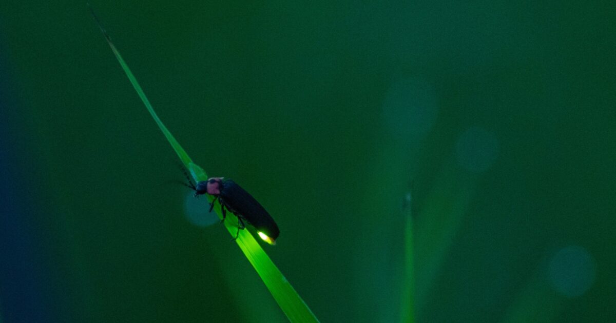 緑の葉にとまり発光する蛍の接写とぼかし背景