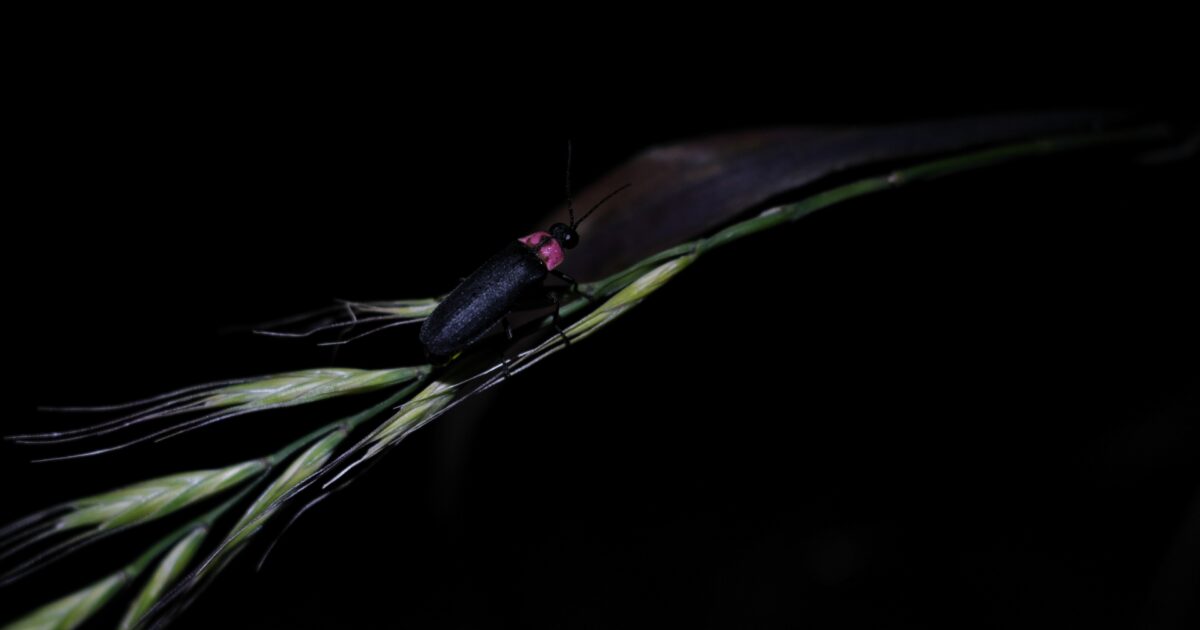 黒い背景で草の上にとまる赤い胸の蛍のマクロ撮影