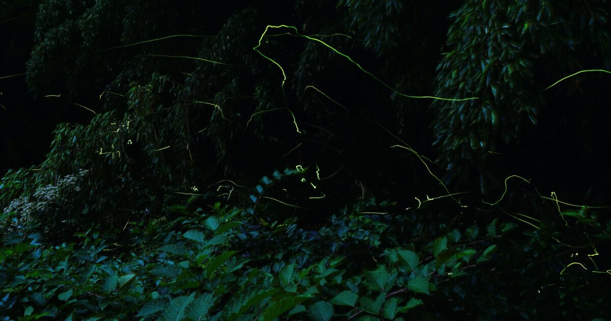 暗い森の前で飛び交う蛍の光跡が幻想的な風景
