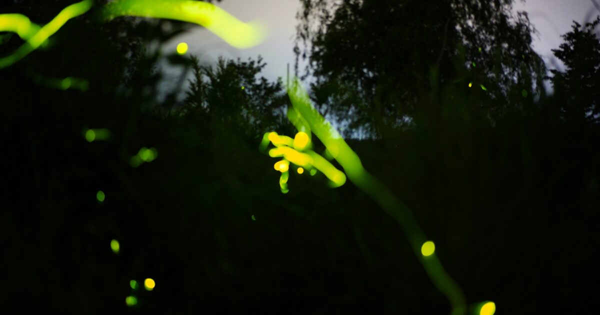 夕暮れ時の草むらに飛び交う蛍の光とシルエットの木々