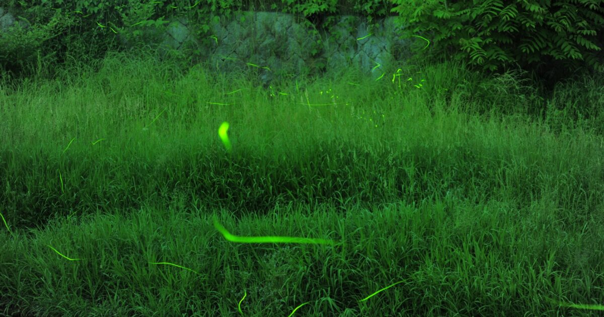 川沿いの草むらを飛び交う蛍の光が幻想的な風景