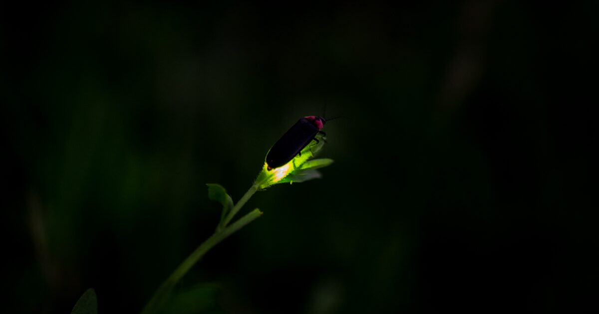 若葉の上で発光するホタルのマクロ写真と暗い背景