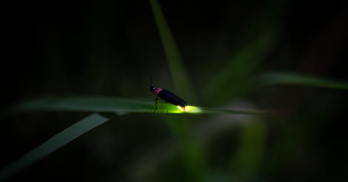 細い葉の上で光を放つ蛍の接写とぼかし背景
