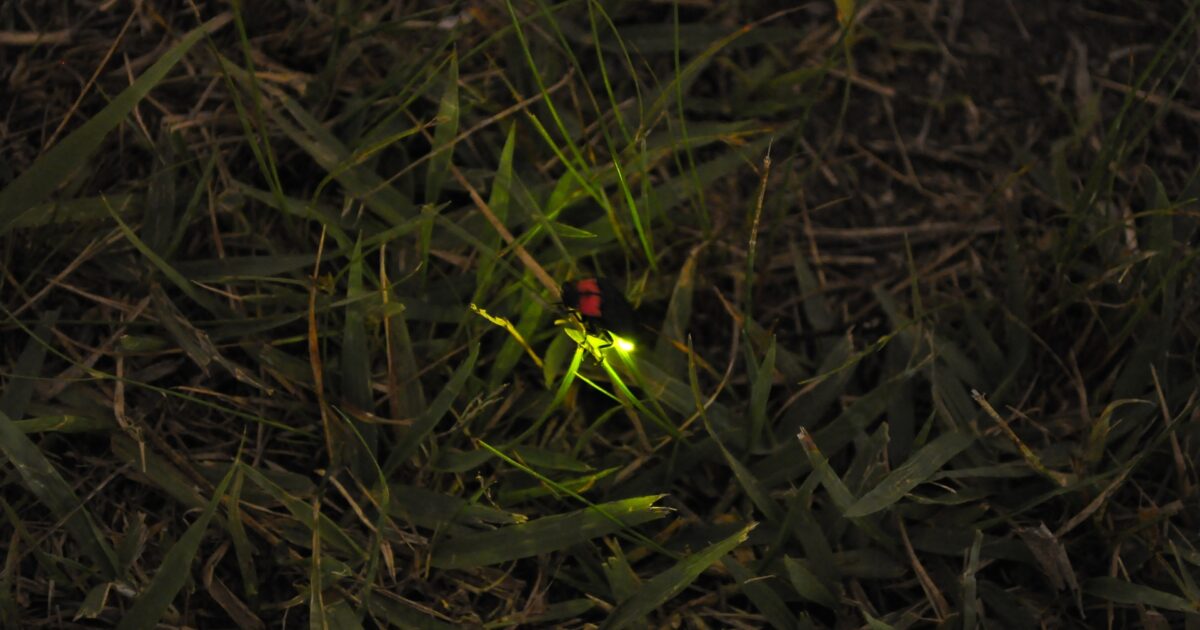 地面の草の中で光を放つ蛍の夜のマクロ写真