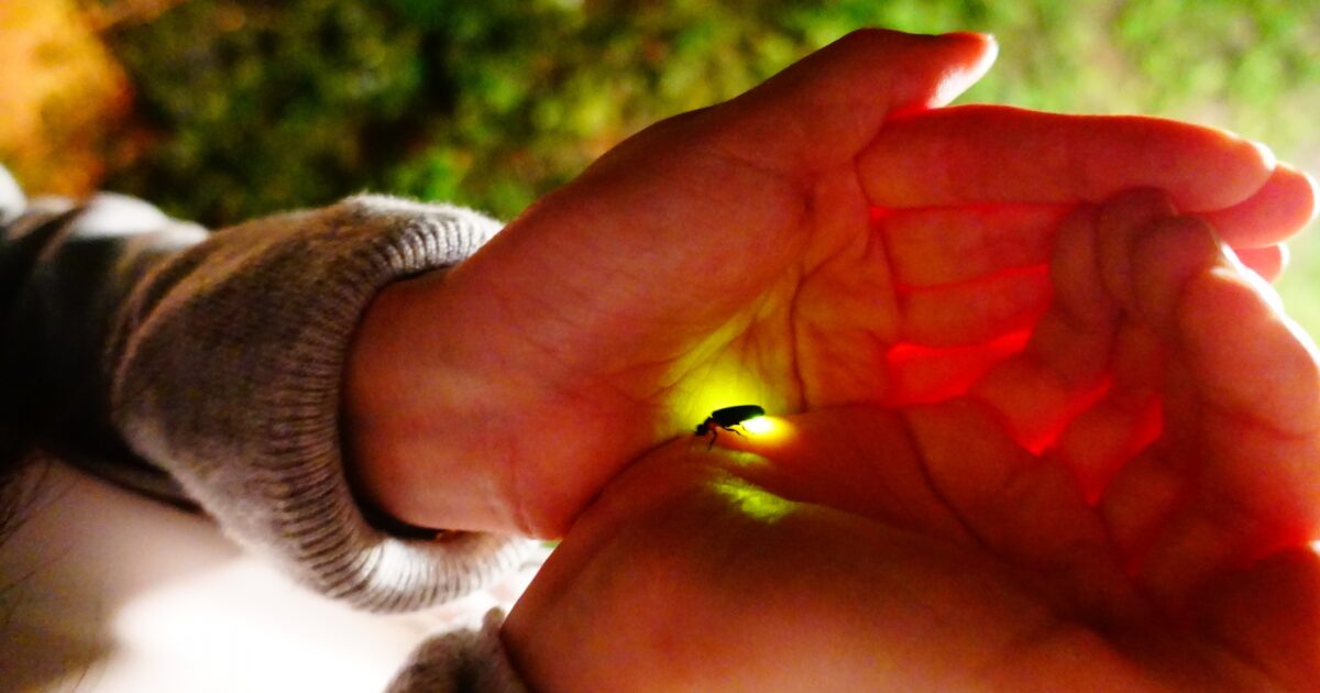 手のひらの中で光る蛍を包み込む優しいシーン