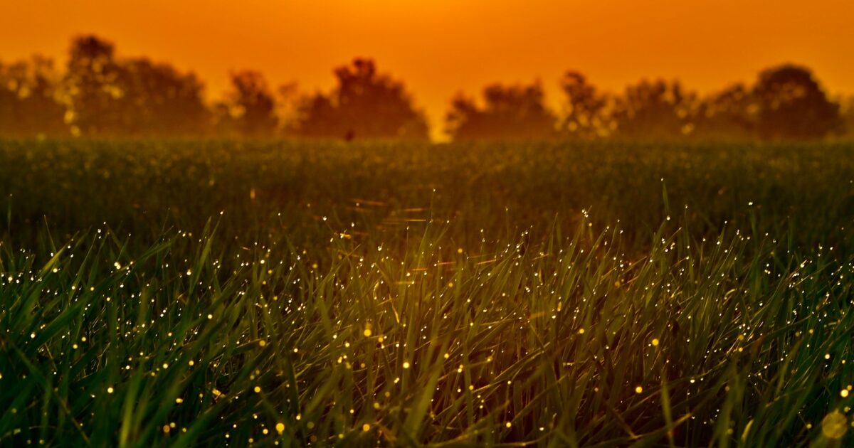 朝日の光に輝く草原と舞い飛ぶ蛍の幻想的な風景