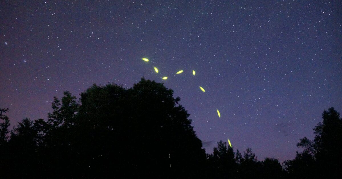 星空の下で蛍が飛び交う夜の森の風景