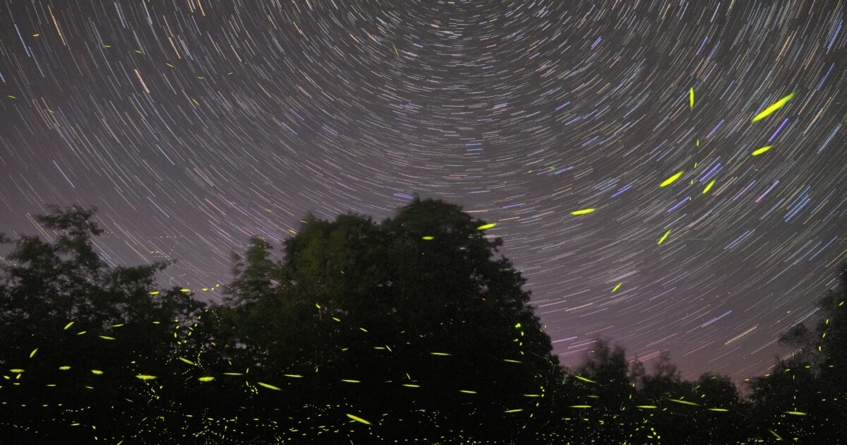 星の軌跡と蛍の光跡が交差する夜空と森の長時間露光写真
