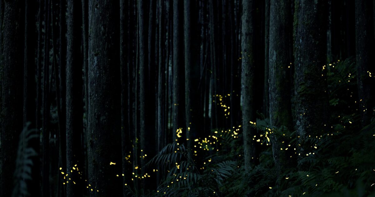 深い森の中に無数の蛍が舞う静寂な夜の風景